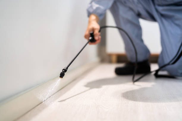Certified termite inspector examining foundation in Blue Springs