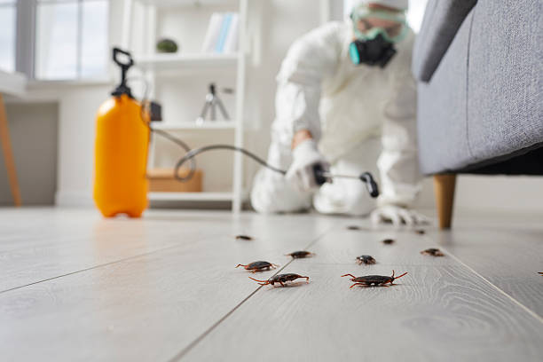 Commercial Rodent Management in Blue Springs